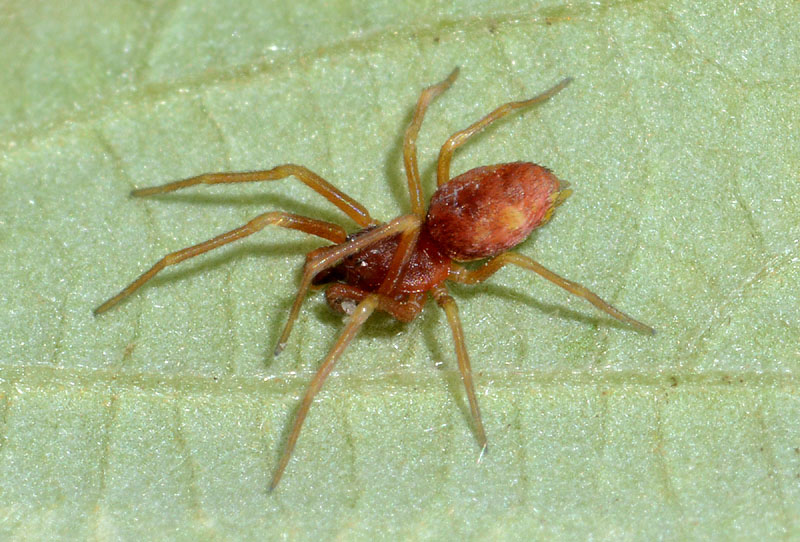 Maschio Nigma flavescens o N. puella - Serramazzoni (MO)